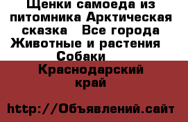 Щенки самоеда из питомника Арктическая сказка - Все города Животные и растения » Собаки   . Краснодарский край